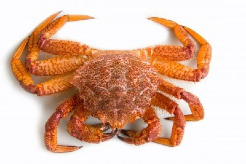  Horsehair Crab