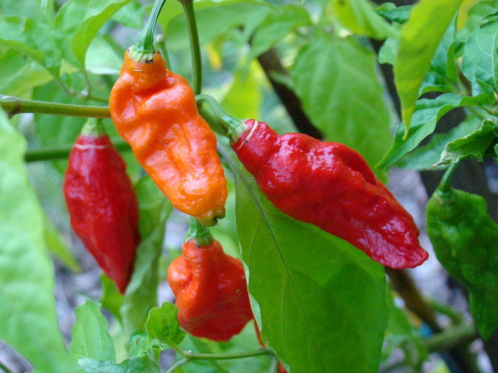 10 Hottest Peppers In The World