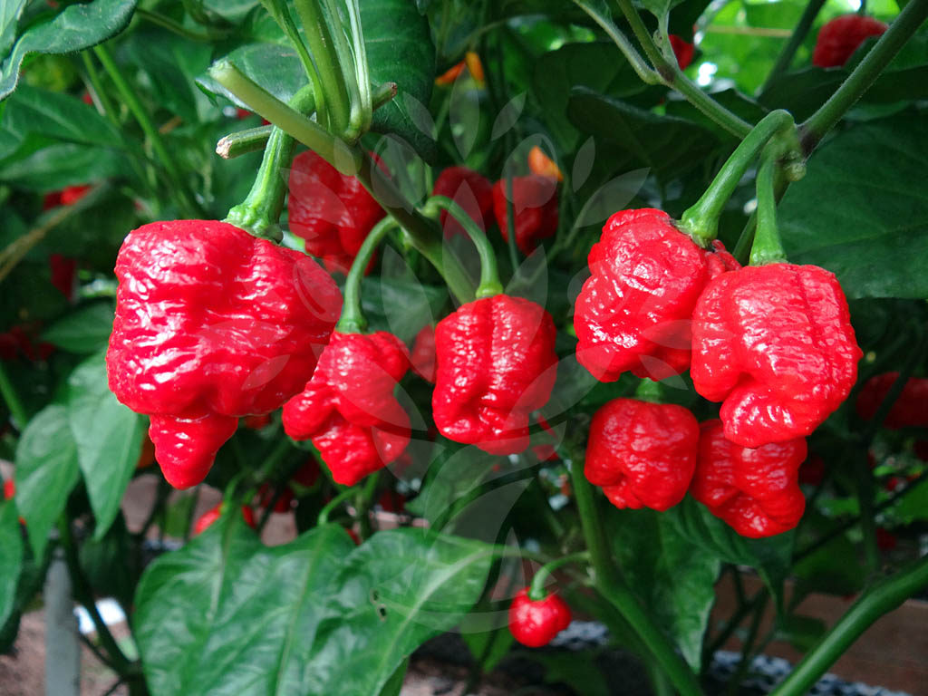 Trinidad Moruga Scorpion 