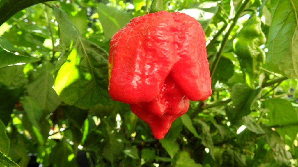 Trinidad Scorpion Butch T